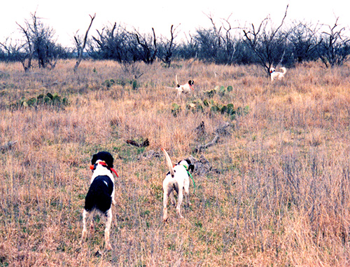 Dogs in the Field